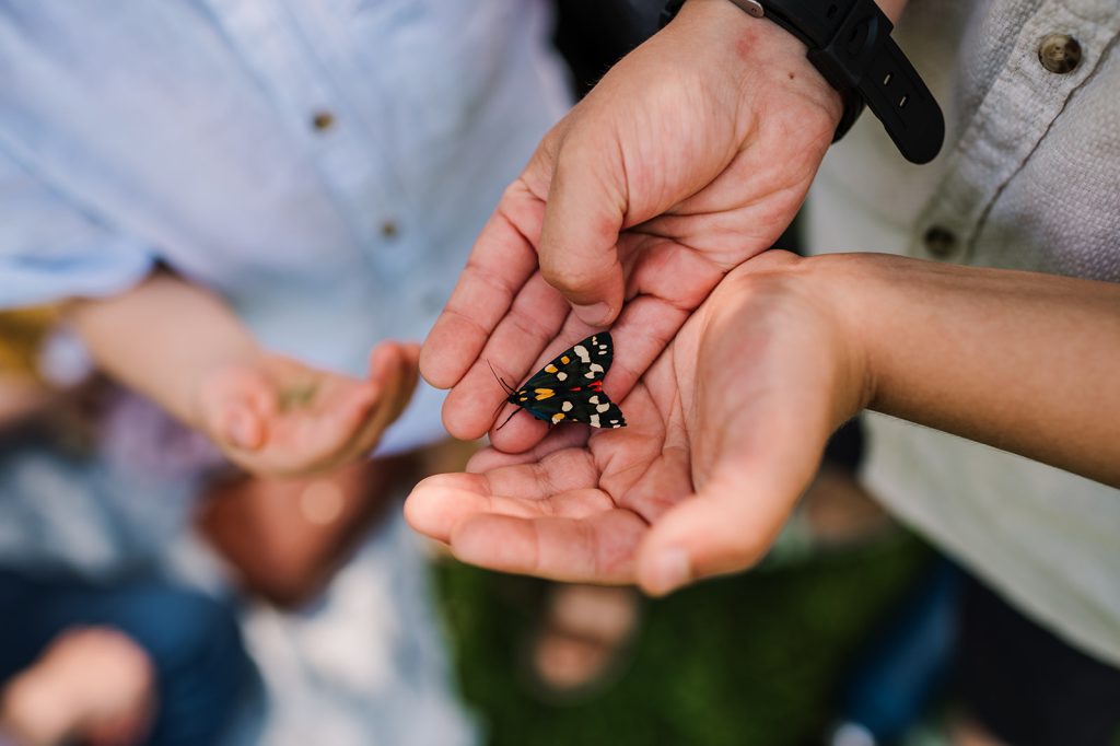 Photo of butterfly at Hestercombe House